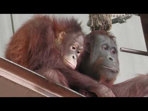 Jack and Mocha who loves Morito　Asahiyama Zoo　Orangoutan　202110