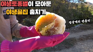 매년 도전했던 석청 우연히 발견해서 벌까지 통째로 훔쳐옴