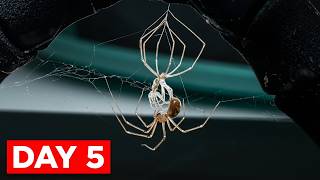 I FILMED A SPIDER FOR A WEEK