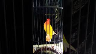 Download lagu Lovebird fighter mp3