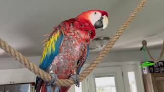 WHAT HAPPENED TO CIRO MY PARROT? WHY DOES MY PARROT PLUCK OUT HIS FEATHERS?