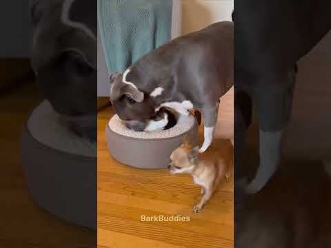 Chihuahua nap protection service 😂 #dog #cat #funnydogs #pets #funnycats #viralshort #shortsfeed