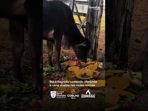 Boi é flagrado comendo oferenda e cena viraliza nas redes sociais