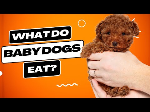 What Do Baby Dogs Eat? Expert Guide to Puppy Nutrition!