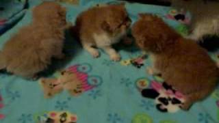 preview picture of video 'Persian Kittens 3wks old 11 15 09'