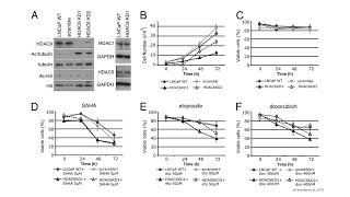 HDAC6 Inhibitors in Prostate Cancer: Enhancing Chemotherapy Sensitivity