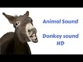 Donkey Sound HD Animal Sounds