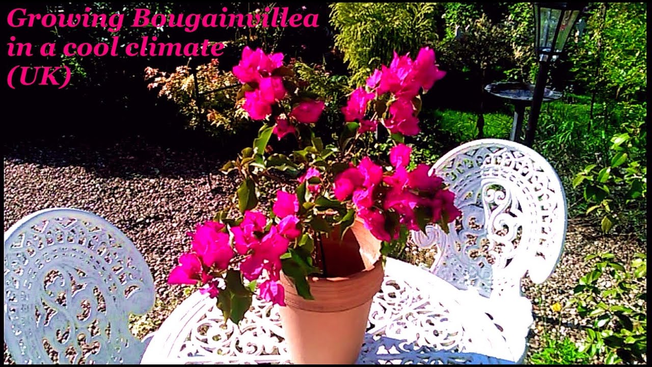 Watch video Growing Bougainvillea in a cool climate (UK) Now Growing Bougainvillea in a cool climate (UK)