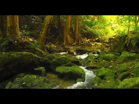 Música para ESTUDAR, Orar, Ler e Meditar - Concentração