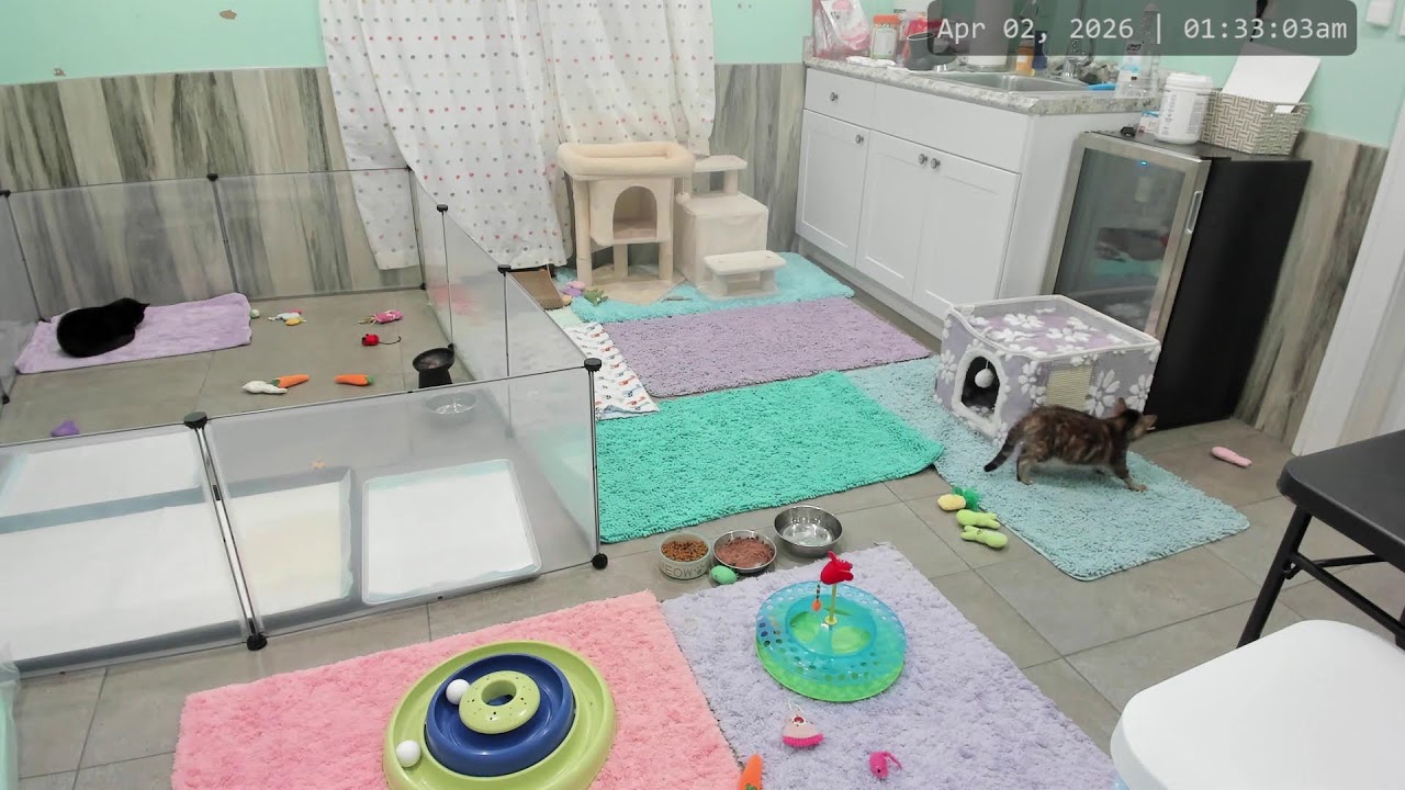 Enlarge Zoe, a Adoptable mixed breed in Woodbury, NJ video 6/6