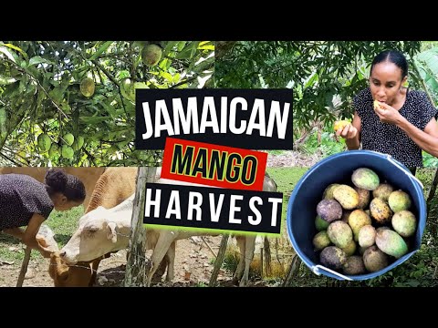 Organic Mango HARVESTING in JAMAICA/ Mango EATING in...