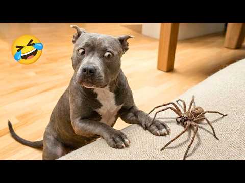 99.9% Can’t Handle the Cuteness of These Dogs 😍 Top Funny Puppies Videos Ever