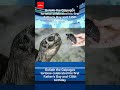 Goliath The Galpagos Tortoise Celebrated His First Father S Day And 135th Birthday