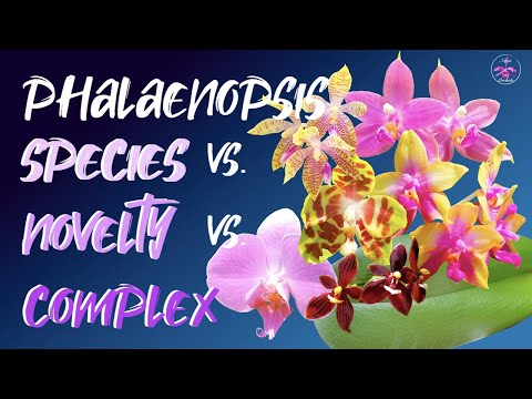 , title : 'PHALAENOPSIS vs. PHALAENOPSIS | Complex Hybrids / Novelty Hybrids / Species Growth Comparison 🤞🏼🌸'