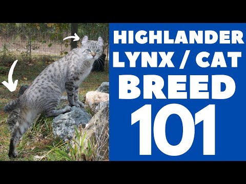 , title : 'Highlander Lynx/Cat 101 : Breed & Personality'