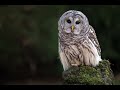 Barred Owl Call