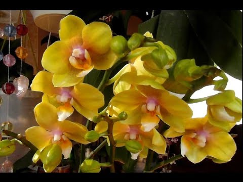 Рыжики. Что мы купили из нового завоза орх. Можно подсмотреть за пересадкой фаликов))).