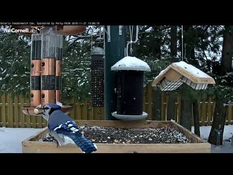 Blue Jays Pick Peanuts To Cache For Later – Nov. 27, 2018