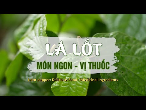 Tinh hoa Thuốc Nam: Cách chữa đau xương cơ khớp bằng lá lốt | VTV4