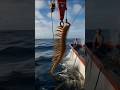 giant sea centipede shocks japanese fishermen on fishing boat! 🪲🌊 #unreal #viralshorts