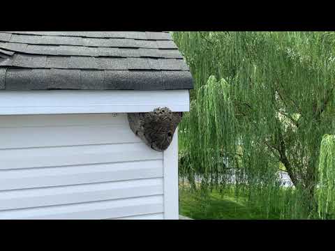 Bald-Faced Hornets' Nest Next to Childs Window in Rumson, NJ