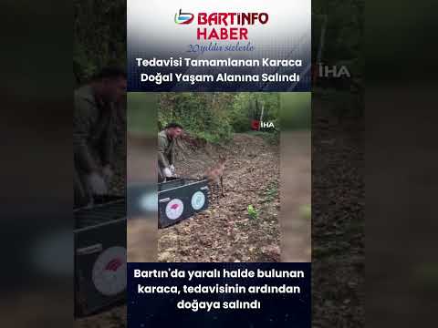 Bartın’da yaralı halde bulunan karaca tedavisinin ardından yeniden doğal yaşam alanına bırakıldı🦌