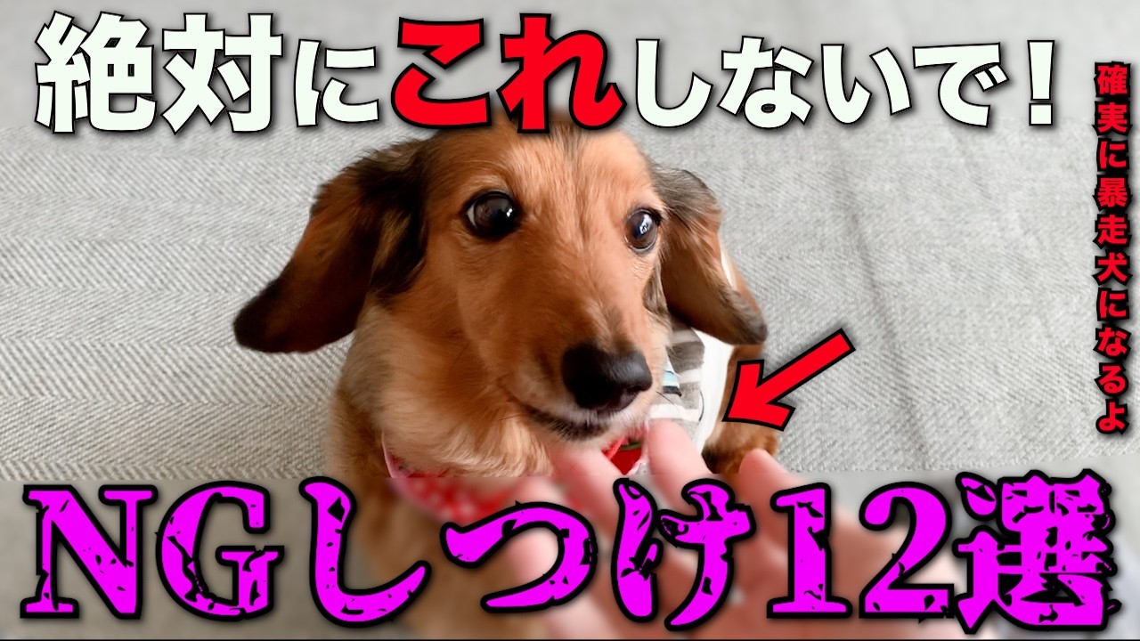 僕が500頭見て分かった！子犬を暴走犬にするNGしつけ12選