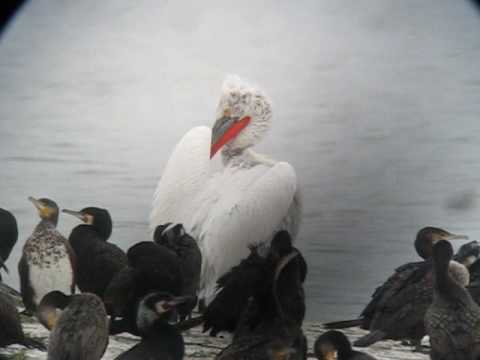 Dalmatian Pelican - Pelecanus crispus