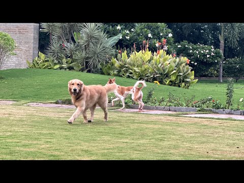 PET FRIENDLY VILLA in NASHIK | SANIKA FARMS | LUXURY VILLA | LokiBellaUnleashed