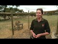 Cheetah Experience Monarto Safari Park