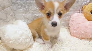 コーギーの動画01