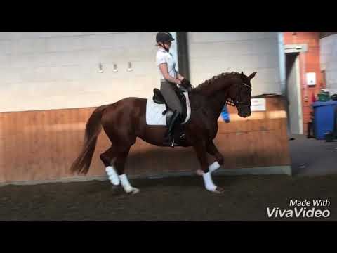 Destina Red Dressurpferd Stute 2013