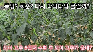 고추 5물 후확후 폭망? 아님 희망? 1주에서 건고추 몇근을 땄을까요?  귀농귀촌,전원일기,중살농장,텃밭