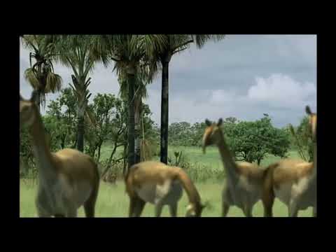 TRILOGY OF LIFE - Walking with Beasts - "macrauchenia".     M