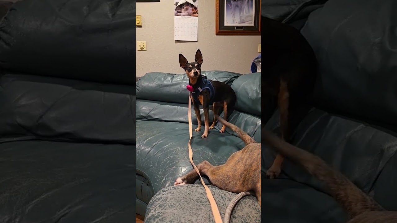 Enlarge Riley D12723, a Adoptable Miniature Pinscher in St. Cloud, MN video 6/6