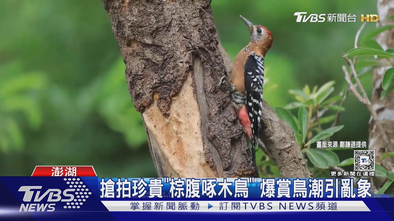 搶拍珍貴「棕腹啄木鳥」!爆賞鳥潮引亂象