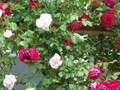  Rose garden,Daniel O'Donnell sings 