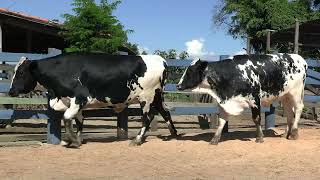 Vídeo 165 - 1ª ETAPA MEGA LIQUIDAÇÃO TOTAL AGROPECUÁRIA MARAJOARA - DIA 4 | GADO GIROLANDO E HOLANDÊS