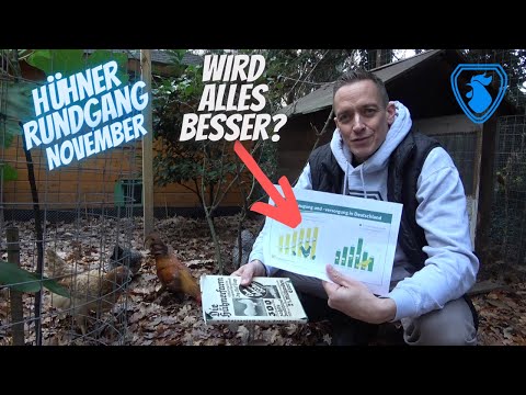 Hühner Rundgang November 2023 - Eierversorgung in Deutschland - Laub - Grünfutter - Hühnergehege