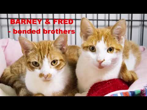 Barney and Fred, an adopted Domestic Short Hair in Brooklyn, NY_image-1