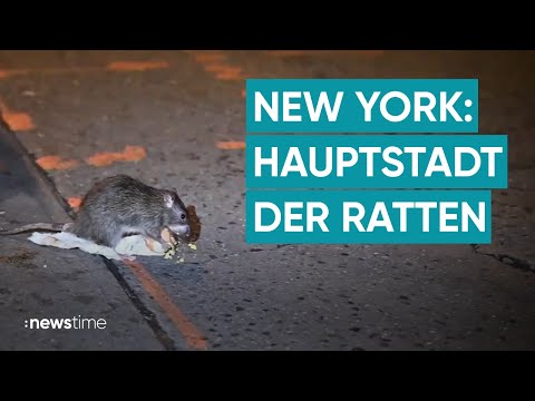 Neue Attraktion: New York bietet Rattentouren durch die Stadt