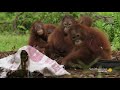 Baby orangutans afraid of fake snake