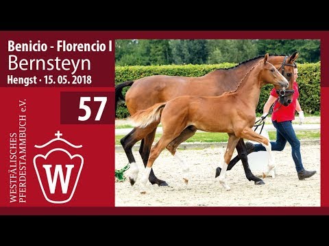 57 Bernsteyn Hengst v. Benicio - Florencio I