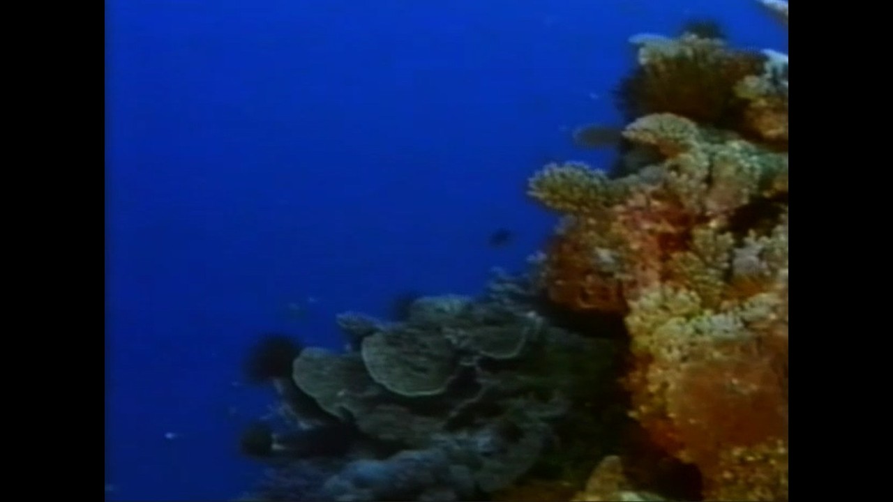 Rainforests of the sea: protecting coral reefs