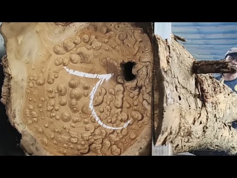 Schockierende Entdeckung beim Sägen eines großen Teakholzstücks: Seht, was der Bediener gefunden