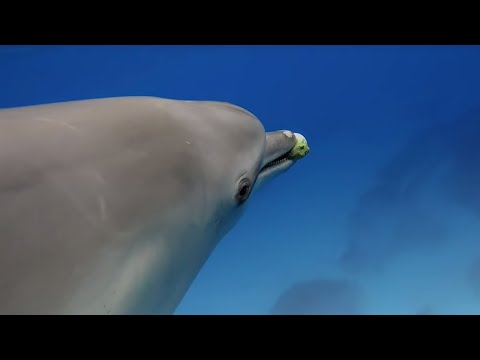 Des dauphins jouent au ballon avec un poisson-globe ! | espion dans la nature | bbc earth