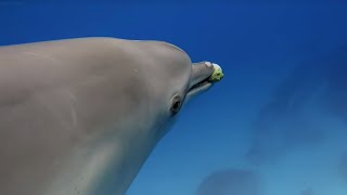 Miniature vidéo