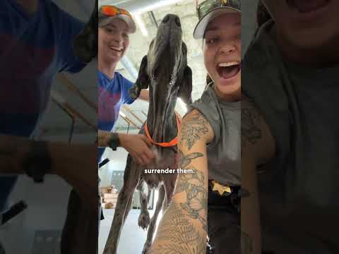 Verlassene große Hunde überraschen alle mit ihrer Verletzlichkeit | The Dodo