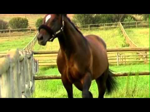 CAPT AL CHAMPION SIRE 2014/2015