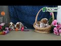 Cavalier King Charles Spaniel dogs for sale: Kolby - Video 1